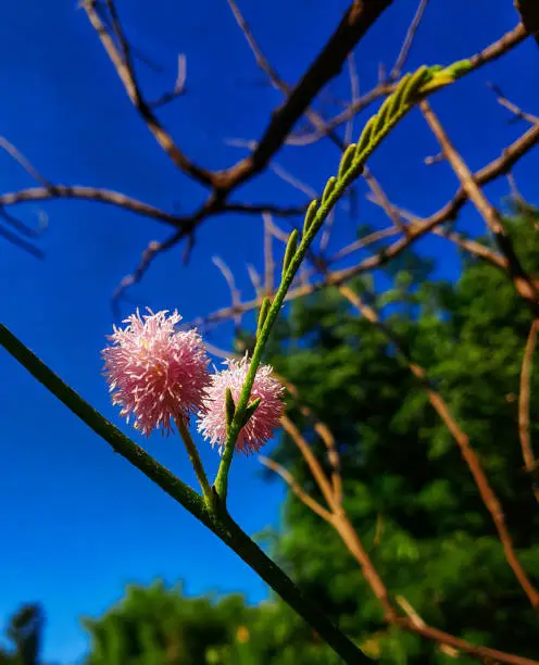 Photo of putri malu herbal plant (mimosa pudica) with beautiful pink flowers