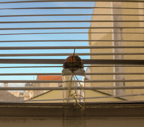 istock an avocado tree growing in front of a window 1450824188