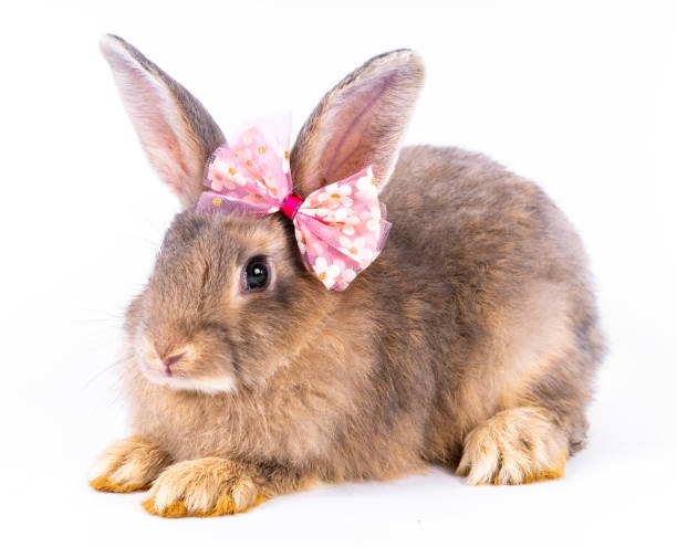 istock Cute looking brown rabbit isolated white background 1450826779