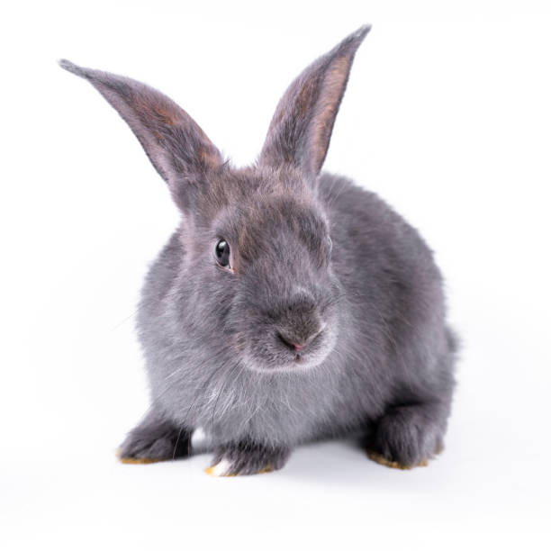 istock Cute looking brown rabbit isolated white background 1450827474