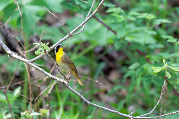 istock Common Yellowthroat Warbler Sings a Song 1450830594