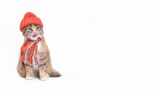 istock Catin a orange hat and scarf isolated on a white background. Kitten licks its lips. Cat with green eyes. Kitten dressed in a knitted hat. Pet care. Pets. Empty space for text. Web banner. Winter 1450833259