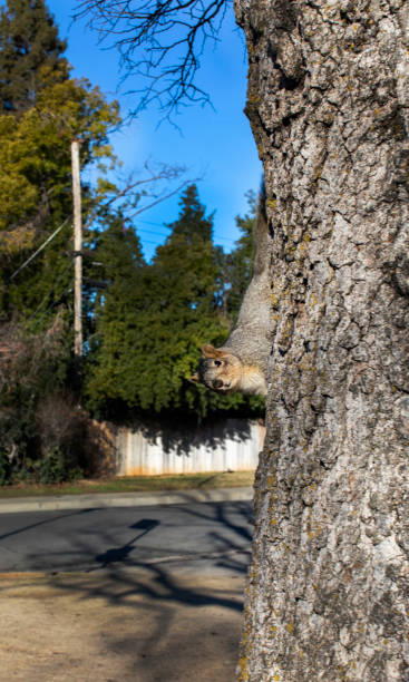 istock Squirrel on Side of Tree Trunk looking at Camera 1450835212