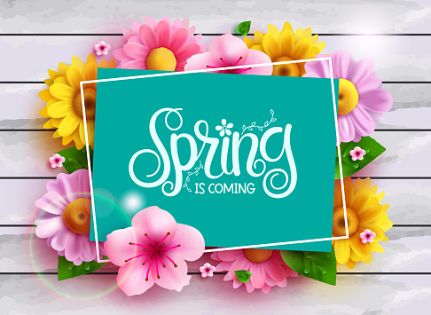 Spring text vector template design. Spring is coming typography in empty space frame with colorful fresh flowers decoration elements for season postcard background. Vector Illustration.