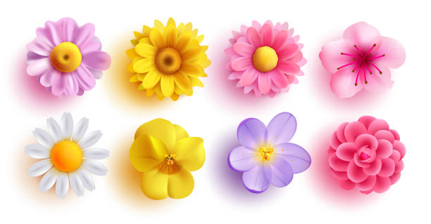 frühlingsblumen setzen vektordesign. frühlingsblumenkollektion wie narzisse, sonnenblume, krokus, gänseblümchen, pfingstrose und chrysantheme - blüte stock-grafiken, -clipart, -cartoons und -symbole