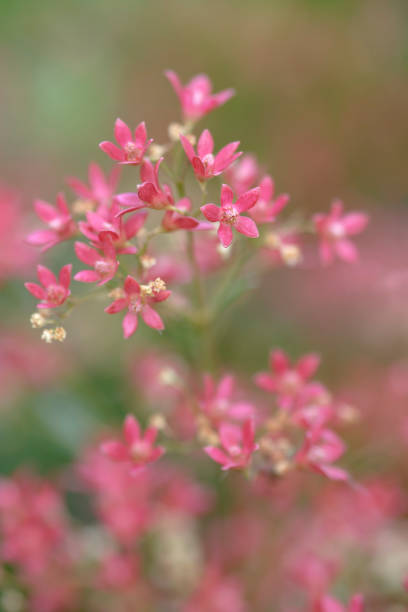 Australian Christmas Bush flowers (Ceratopetalum gummiferum). Soft dreamy pink red flowers against a naturally blurred leafy green background. Soft colors. Ethereal moody lighting. Natural red and green Christmas colors.
