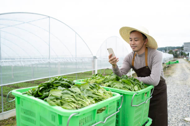 Male farmers harvest vegetables in China's Fujian Province