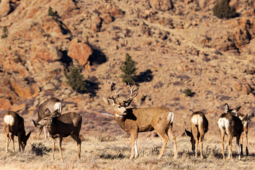A mule deer buck keeps guard over his harem.