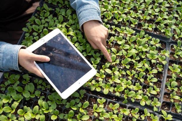 istock Technician checking the growth of vegetable seedlings with a tablet 1450848538