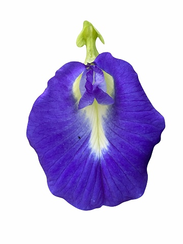 butterfly pea flower on white background