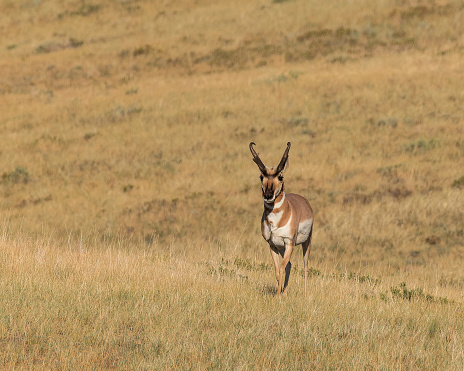 A Pronghorn buck on Wyoming's prairie.