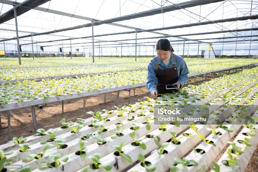 Female technician checking the growth of vegetables with a computer Modern agriculture. Hydroponic vegetable greenhouse. Female technician is checking the growth of vegetables with a tablet computer Agriculture Stock Photo