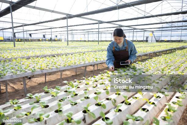 Female Technician Checking The Growth Of Vegetables With A Computer Stock Photo - Download Image Now