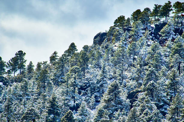 Árboles cubiertos de nieve, bosque de coniferascen invierno, cielo nublado en creel Chihuahua