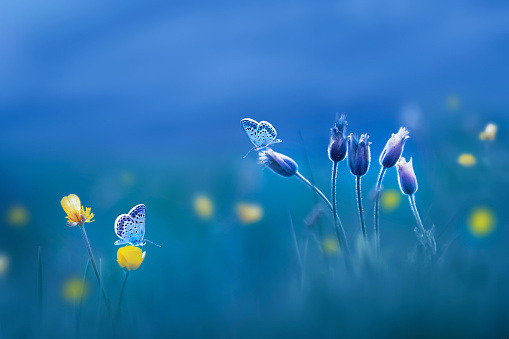 Wild flowers and butterflies. Spring summer background.