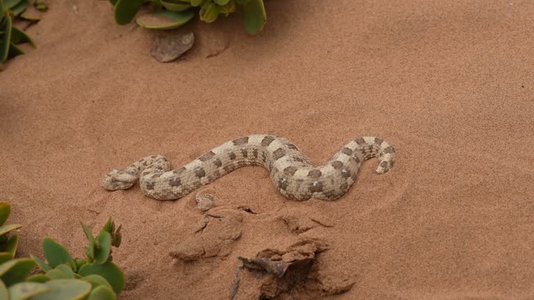 Horned Adder and Sidewinder Rattlesnake