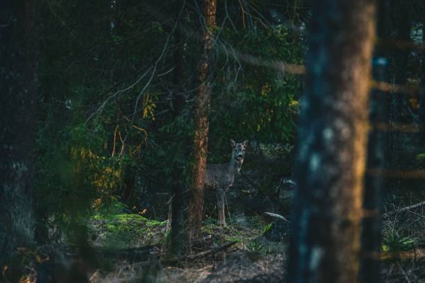 istock Majestic deer in an evergreen forest during daytime 1450868436