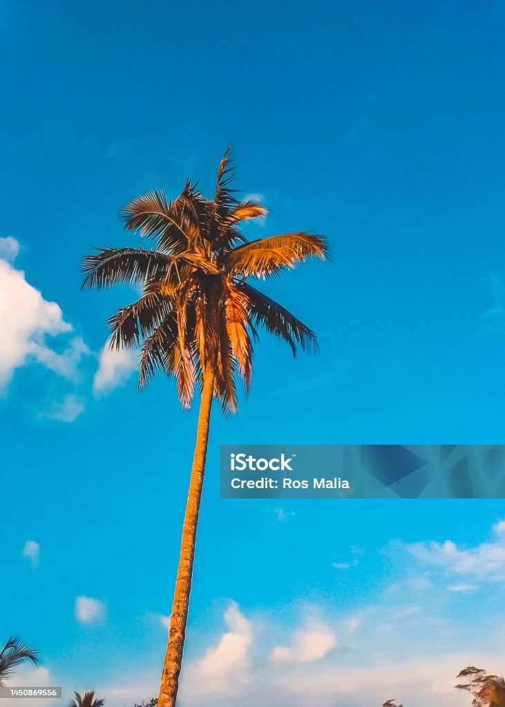Cokin Tree Coconut Tree Stock Photo - Download Image Now - Beach, Beauty, Blue ...