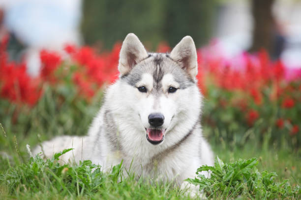 istock Beautiful husky walks in the park 1450873646