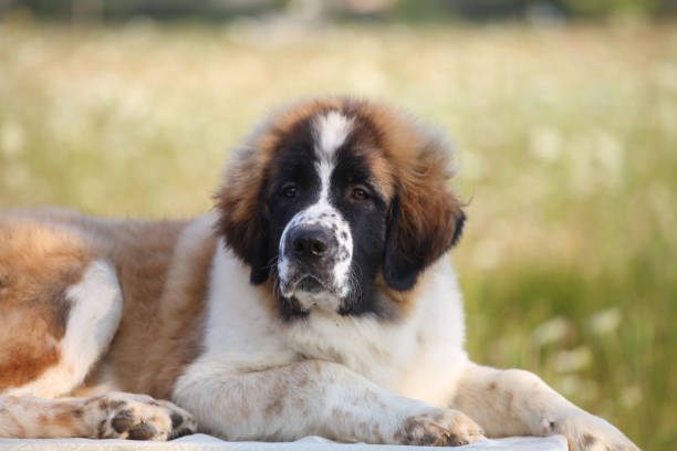 istock Moscow guard dog puppy 1450874179
