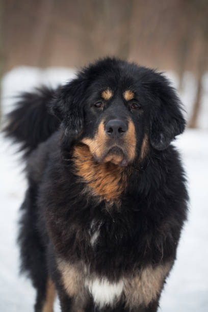istock Black and tan Tibetan mastiff dog 1450874192