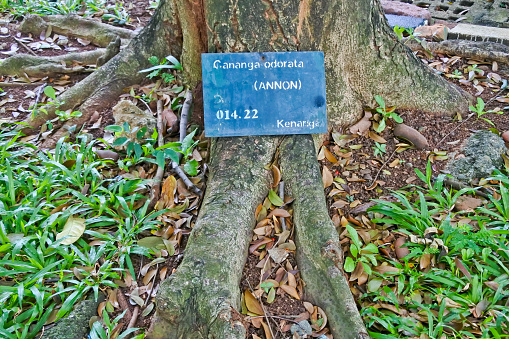 close up view of tropical cananga odorata tree. Stems, leaves and roots.