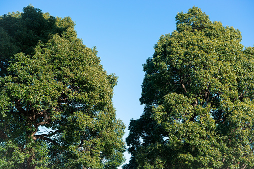 Large camphor tree and sunny sky, Japanese garden tree.
