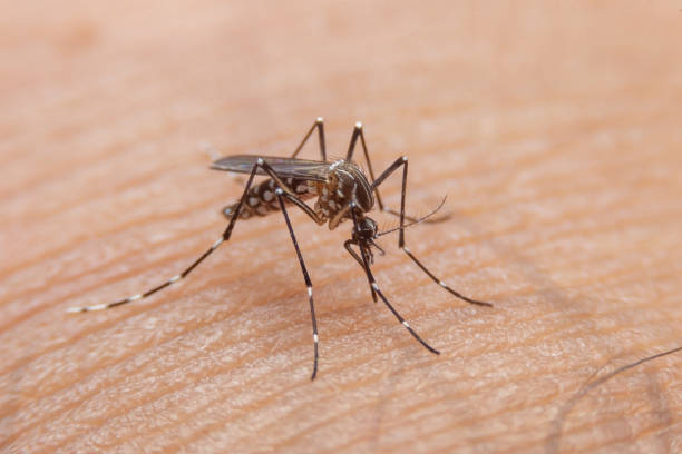 los mosquitos rayados comen sangre en la piel humana. los mosquitos son portadores del dengue y del paludismo. el dengue está muy extendido durante la temporada de lluvias. - mosquito malaria parasite biting insect fotografías e imágenes de stock