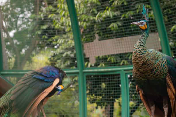 two male peacocks in a bird cage