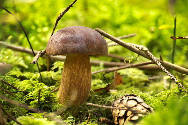 Wild Boletus Pinophilus mushroom growing on lush green moss in a forest, low angle view. Pine bolete or pinewood king bolete