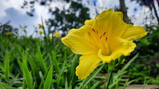 Hemerocallis citrina, common names citron daylily and long yellow daylily, is a species of herbaceous perennial plant in the family Asphodelaceae