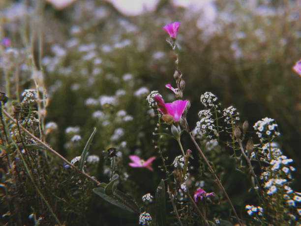 Edited field of wild fliers, bright floral contrast, moody atmosphere.