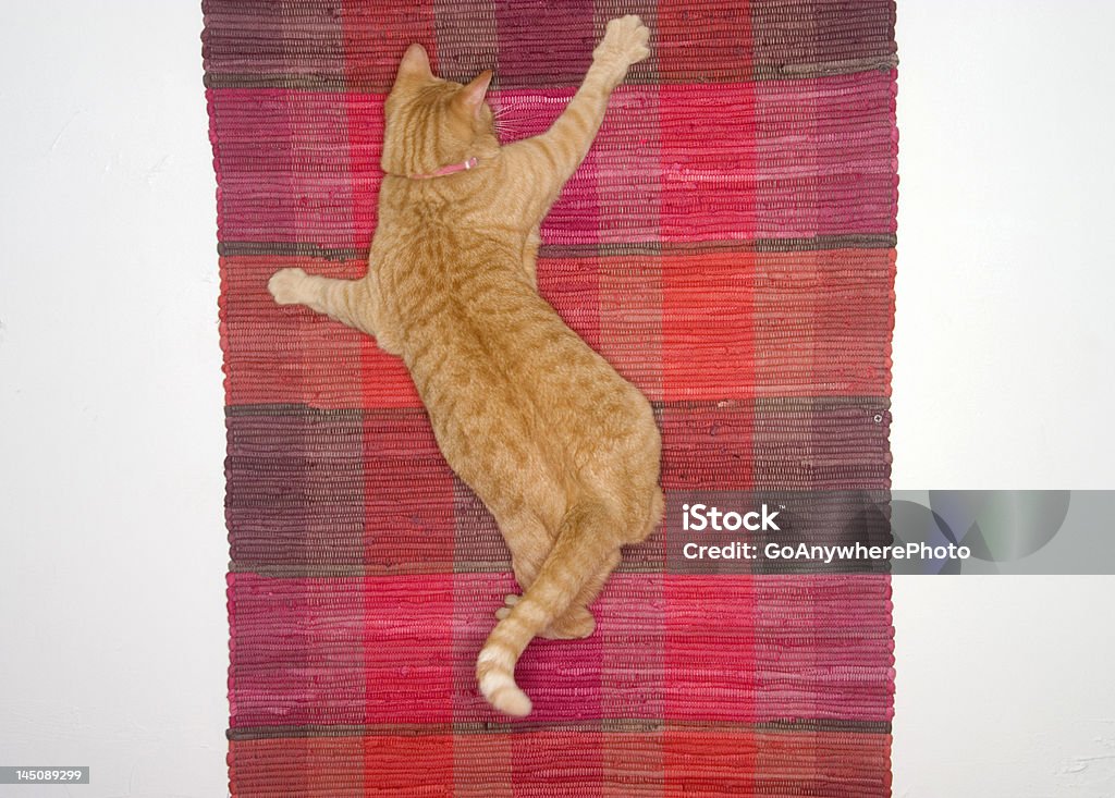 Кошка Wallhanging - Стоковые фото Горизонтальный роялти-фри