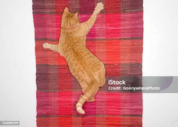 Кошка Wallhanging — стоковые фотографии и другие картинки Горизонтальный - Горизонтальный, Двигаться вверх, Домашняя кошка