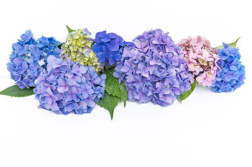 Composition from fresh multicolored hydrangea buds on white background with copy space. Floral arrangement of colorful hydrangea flowers