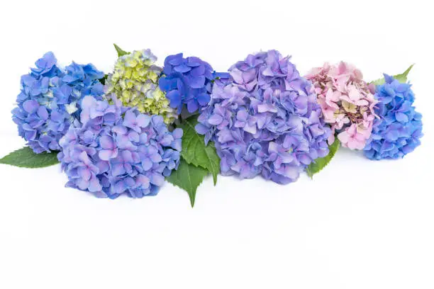 Photo of Composition from fresh multicolored hydrangea buds on white background with copy space.