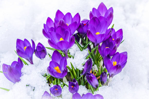 istock Purple crocuses in the snow. 1450893120