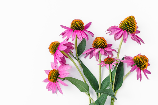 Bouquet of fresh echinacea flowers on with leaves on long stems on a white background