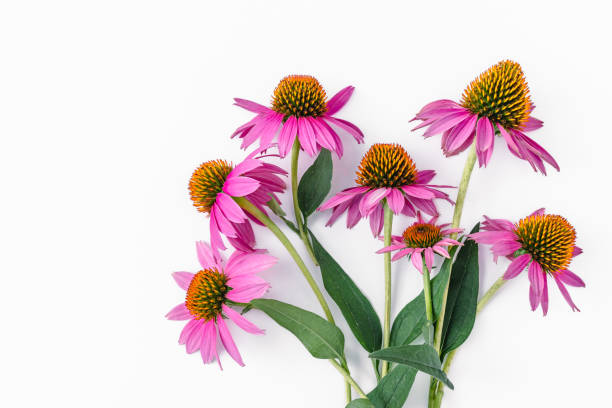 bouquet of fresh echinacea flowers on with leaves on long stems on a white background - kasımpatı stok fotoğraflar ve resimler