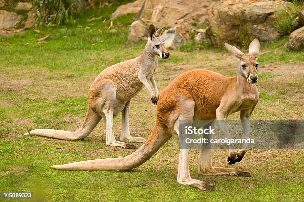 Kangur Rudy - zdjęcia stockowe i więcej obrazów Australia - Australia, Brązowy, Czerwony