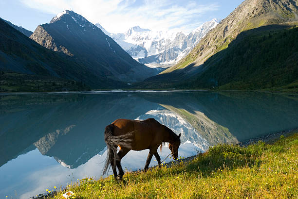 Horse, Lake Ak-kem Horse on the pasture near the lake Ak-kem near mountain Belukha 4506 m, Altai, Russia altay state nature reserve stock pictures, royalty-free photos & images