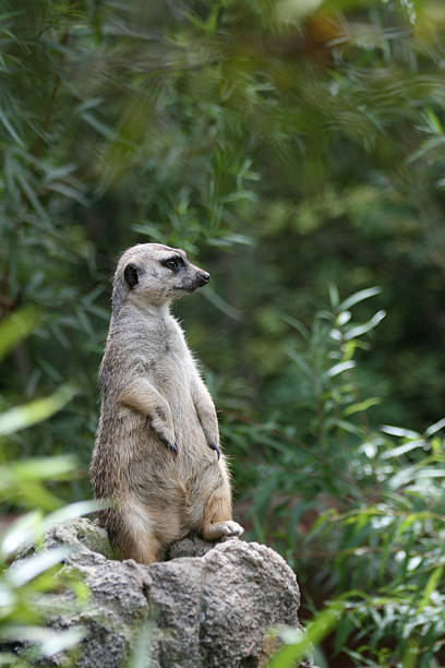 Meercat on the lookout. stock photo