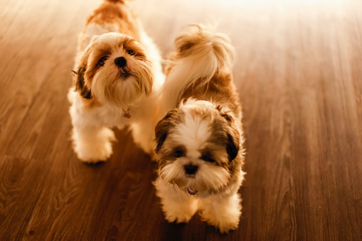 Two shih tzu dogs playing on the floor indoors