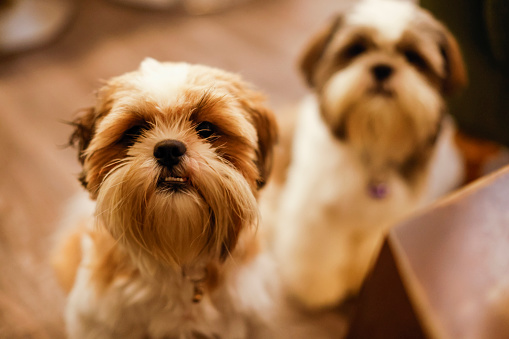 Two shih tzu dogs playing on the floor indoors