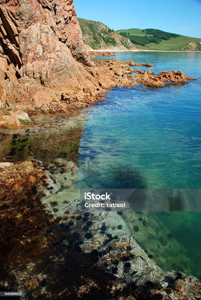 Seashore, underwater, echinuses vida - Foto de stock de Agua libre de derechos