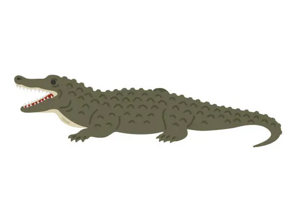 Vector illustration of Illustration of a crocodile with its mouth open.