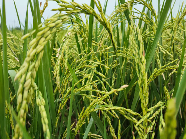 istock Rice Field 1450895886