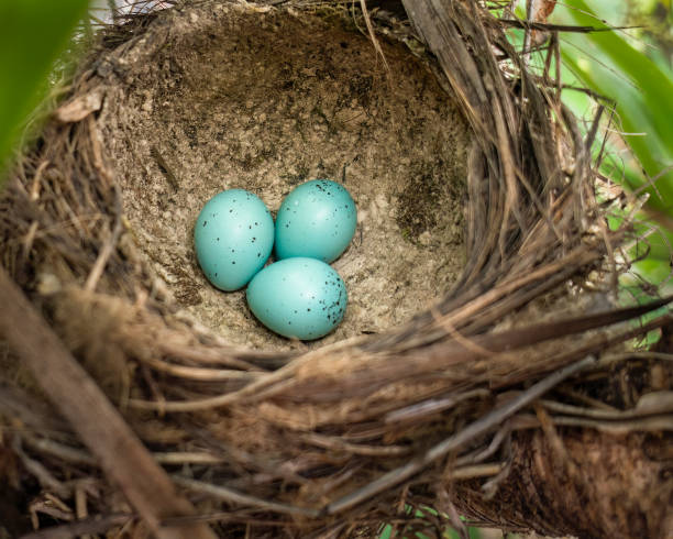 istock Three dark-spotted blue song (Turdus philomelos) thrush eggs in the mud-lined cup nest. 1450895946