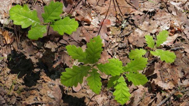istock Oak tree saplings closeup in the forest 1450899101