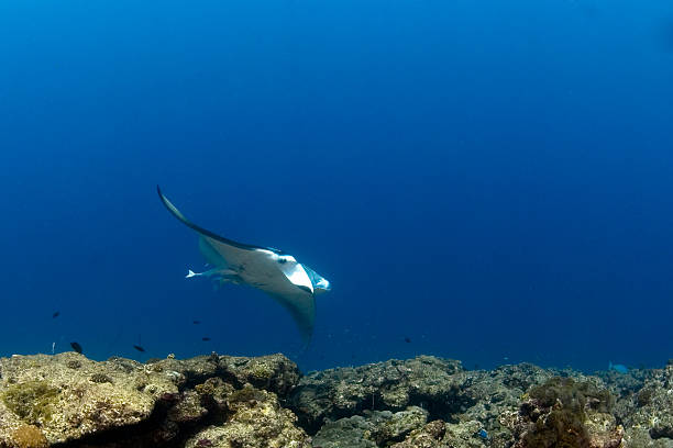istock Manta ray flying over the coral reef 145089965